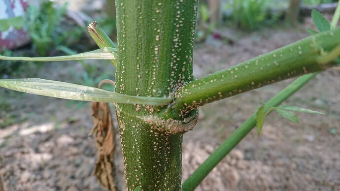 Growreport Bild 50