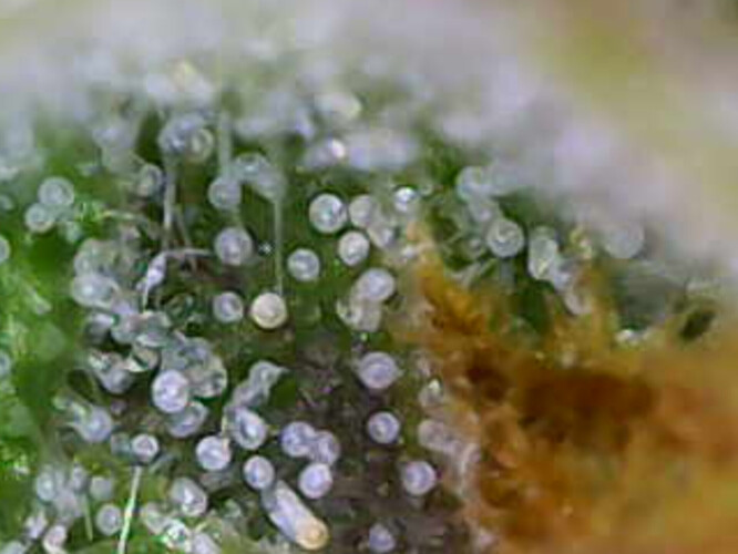 Image_2025-01-08 16_33_11_889