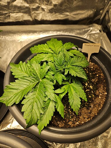 Growreport Bild 41
