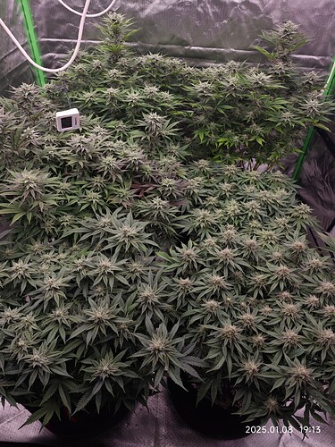 Growreport Bild 7