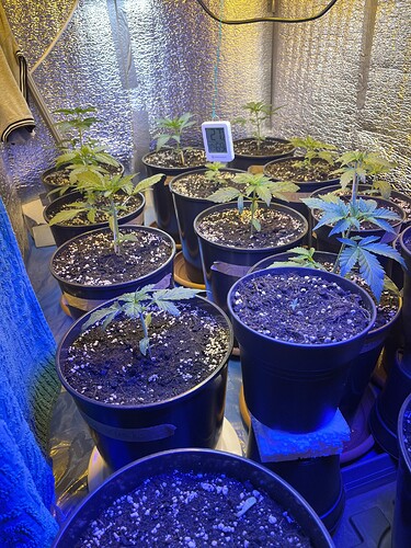 Growreport Bild 9