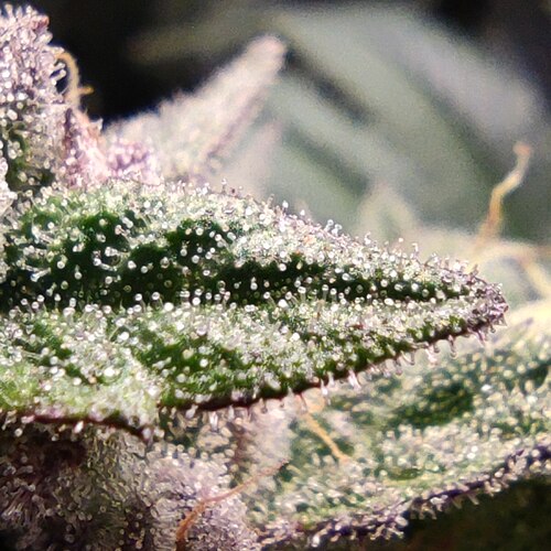 Growreport Bild 14