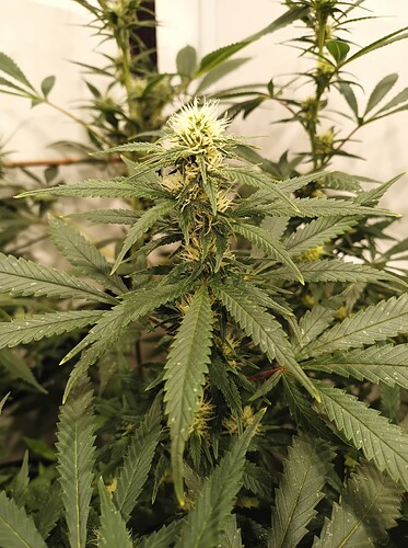 Growreport Bild 3