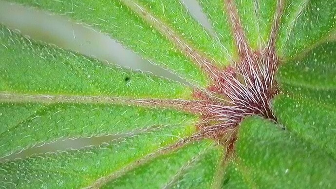 Kl.2.BT14.Micro.Besch.Blatt.Zentrum