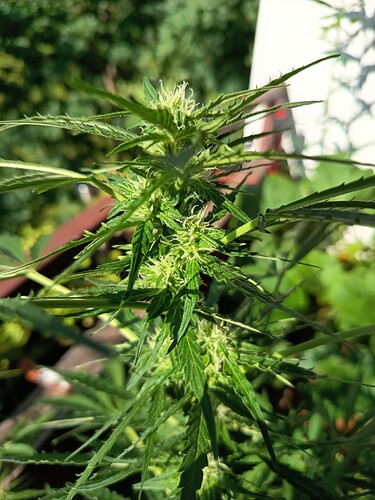 Growreport Bild 9