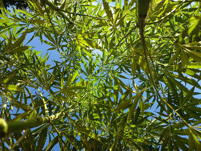 IMG20260728093326