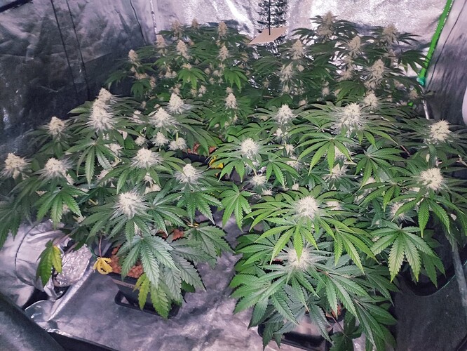 Growreport Bild 11