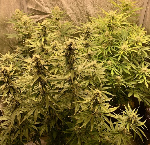 Growreport Bild 2