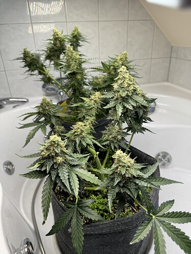 Growreport Bild 3
