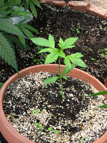 Grow26_0727_05