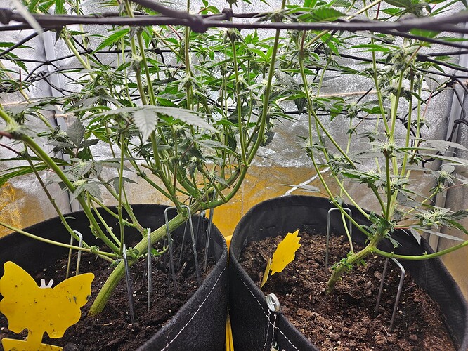 Growreport Bild 9