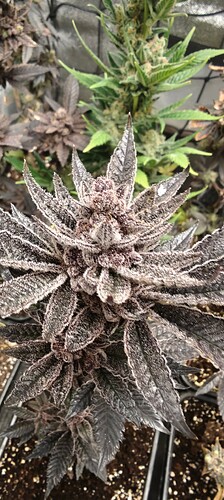 Growreport Bild 23