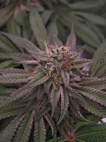 Growreport Bild 21