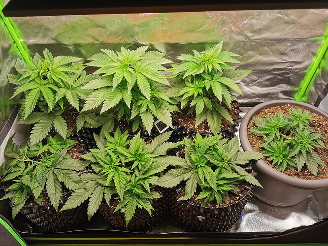 Growreport Bild 3