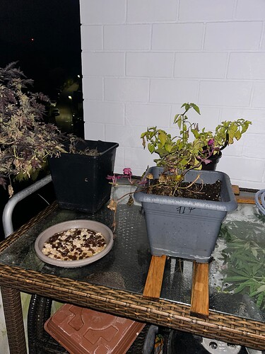 Growreport Bild 9