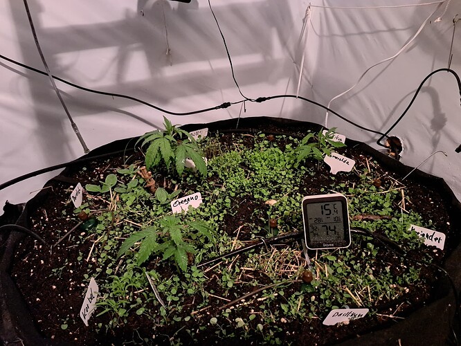 Growreport Bild 7