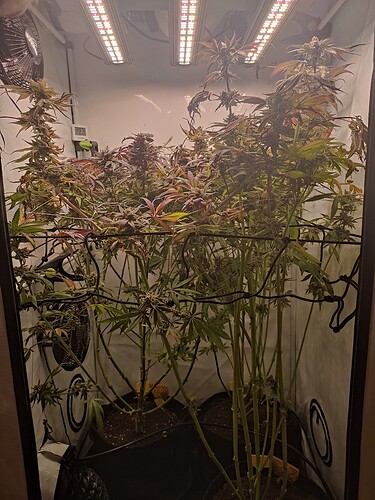 Growreport Bild 55