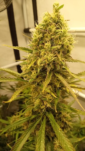 Growreport Bild 5