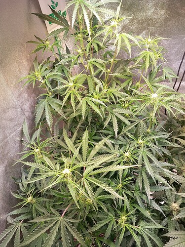 Growreport Bild 5