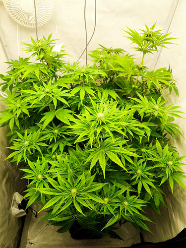 Growreport Bild 3