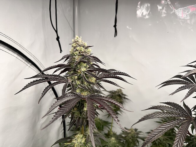 Growreport Bild 12