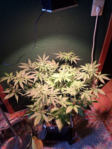 Growreport Bild 4