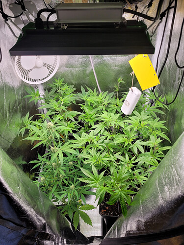 Growreport Bild 3