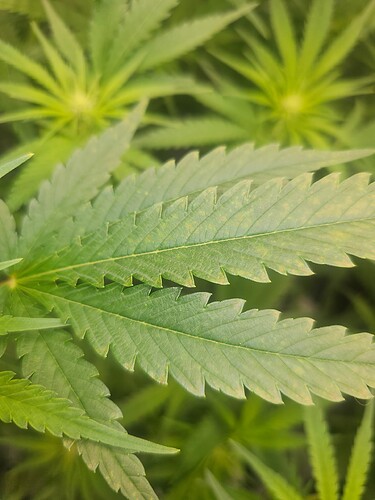 Growreport Bild 3