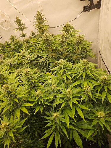 Growreport Bild 5