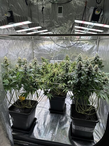 Growreport Bild 30