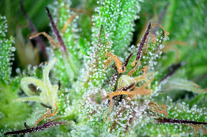 Trichome_dw_251024_1