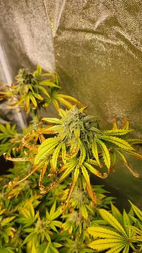 Growreport Bild 3