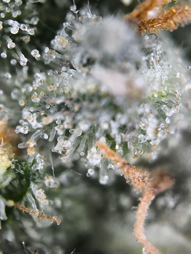Growreport Bild 4