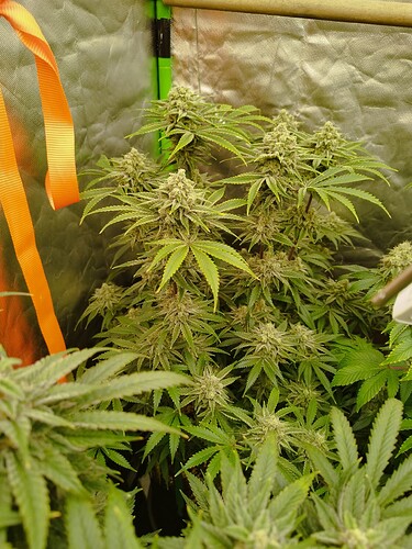 Cookies G (2)