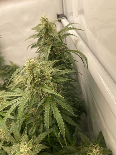 Growreport Bild 4