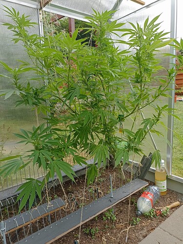 Growreport Bild 5
