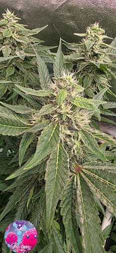 Growreport Bild 17