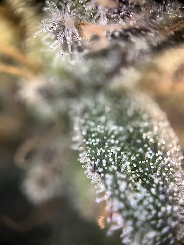 Growreport Bild 4