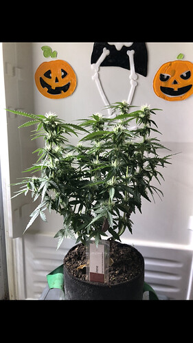 Growreport Bild 42