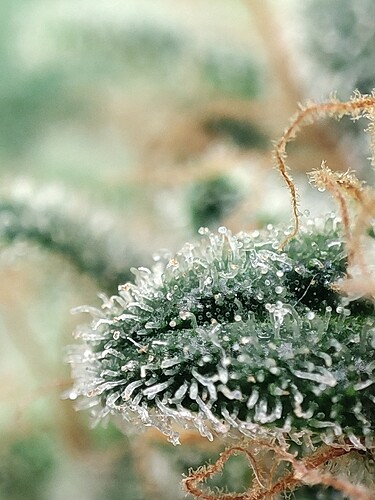 Growreport Bild 72