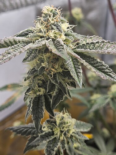 Growreport Bild 6