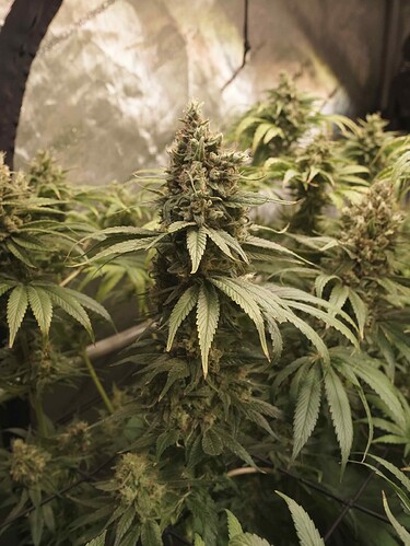 Growreport Bild 13