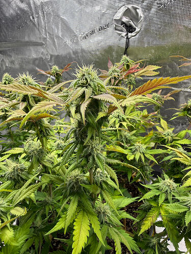 Growreport Bild 29