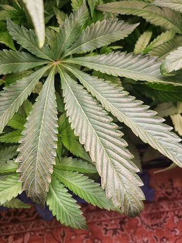 Nahaufnahme eines Cannabisblattes mit Anzeichen von Nährstoffmangel, die Adern sind noch grün, aber die Blattflächen dazwischen sind hellgrün bis gelblich verfärbt.
