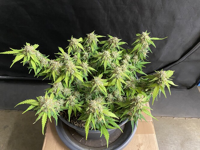 Growreport Bild 37