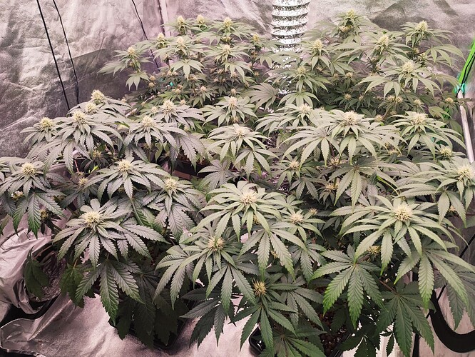 Growreport Bild 20