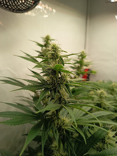 Growreport Bild 21