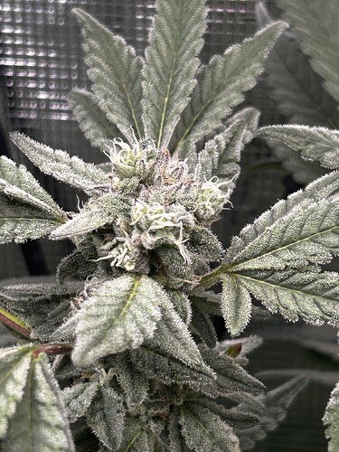 Growreport Bild 43