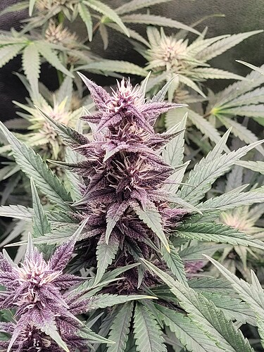 Growreport Bild 23