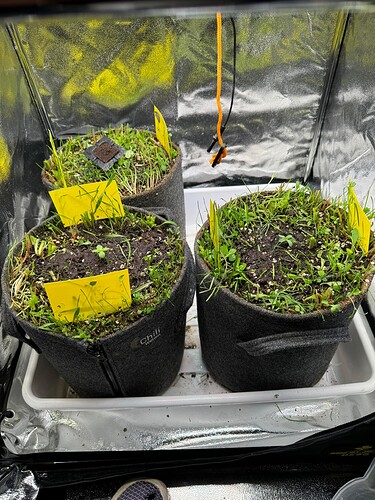 nachm Rasenmähen und Eintopfen